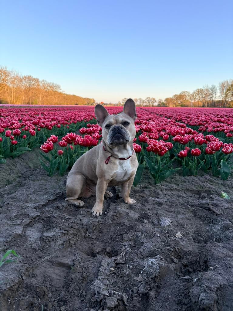 Dekreu Franse Bulldog fawn, Reu, Eén hond, 3 tot 5 jaar, Nederland