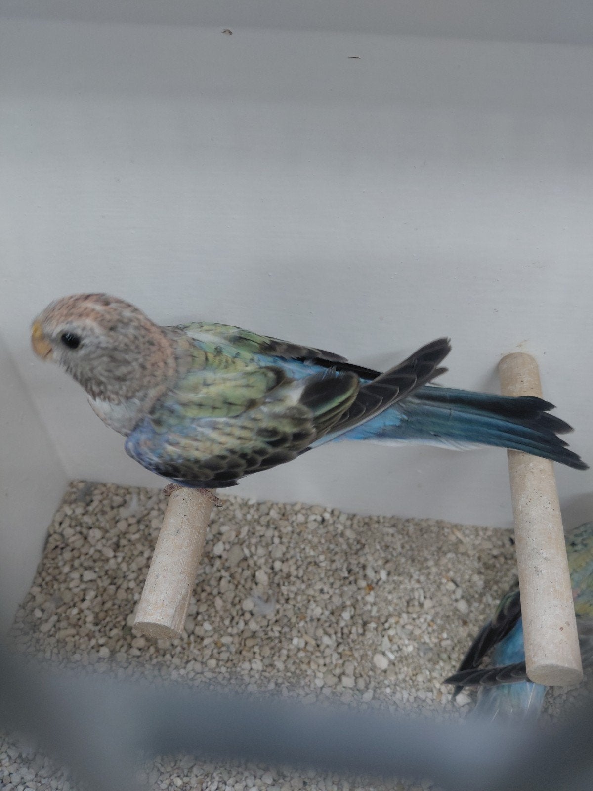 Blauwe Bourks parkieten, Dieren en Toebehoren, Geslacht onbekend, Parkiet, Geringd
