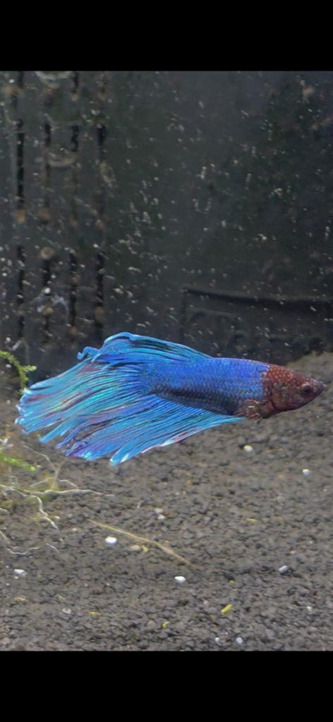 Betta aquarium vis, Vis