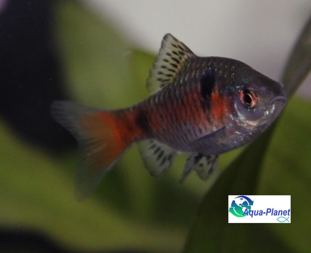 Odessa Barbeel, Dieren en Toebehoren, Vissen | Aquariumvissen, Vis, Zoetwatervis, Schoolvis