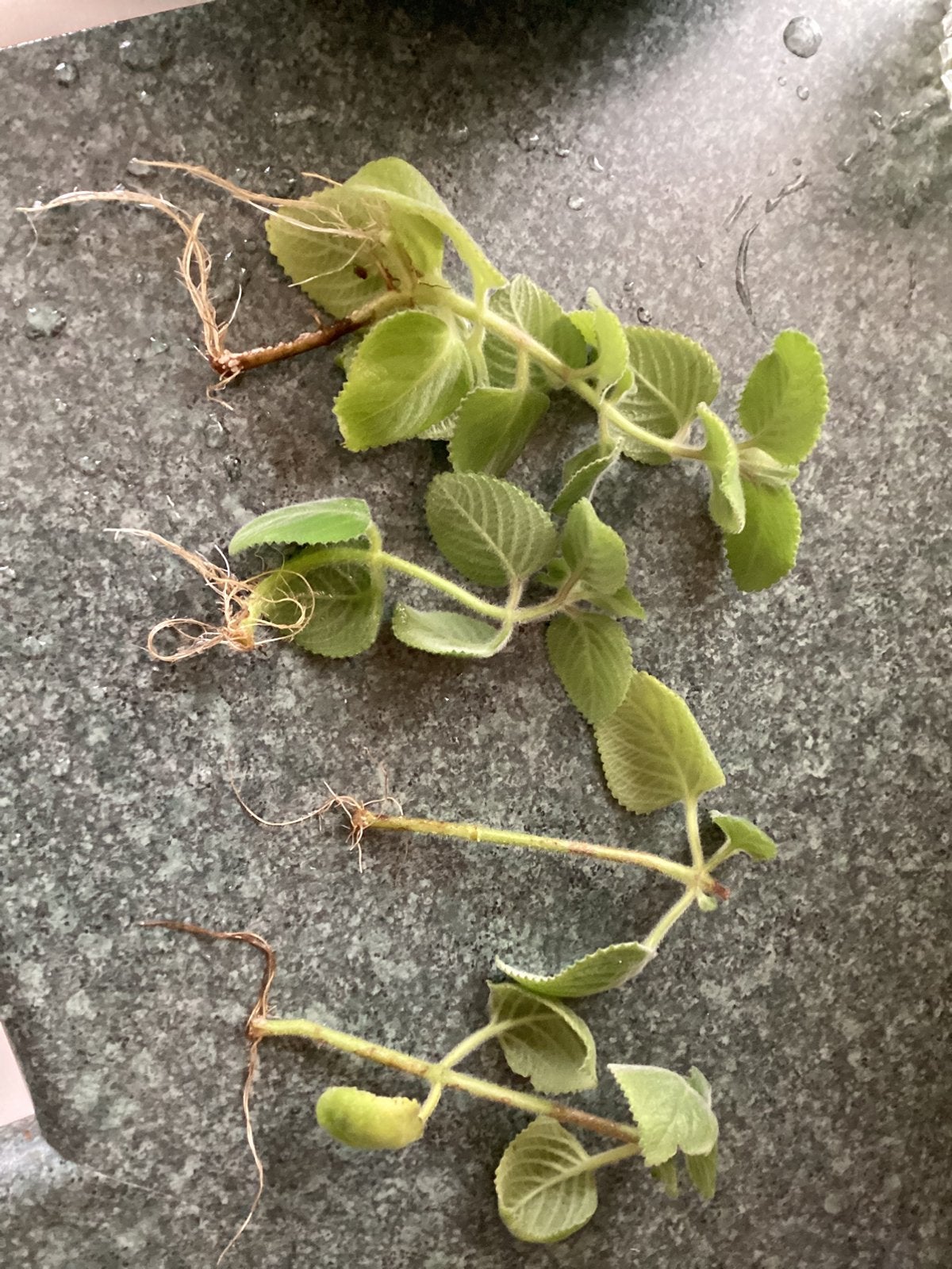 “Vijf-in-één-kruid” stekken. Indian Borage /Cubaanse Oregano, Tuin en Terras, Ophalen of Verzenden, Volle zon