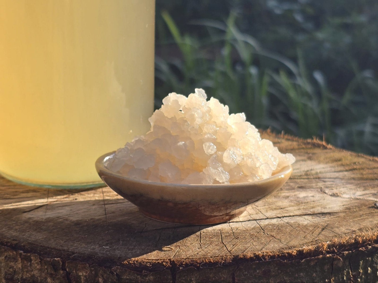Verse, Levende Waterkefir Korrels, Ophalen of Verzenden