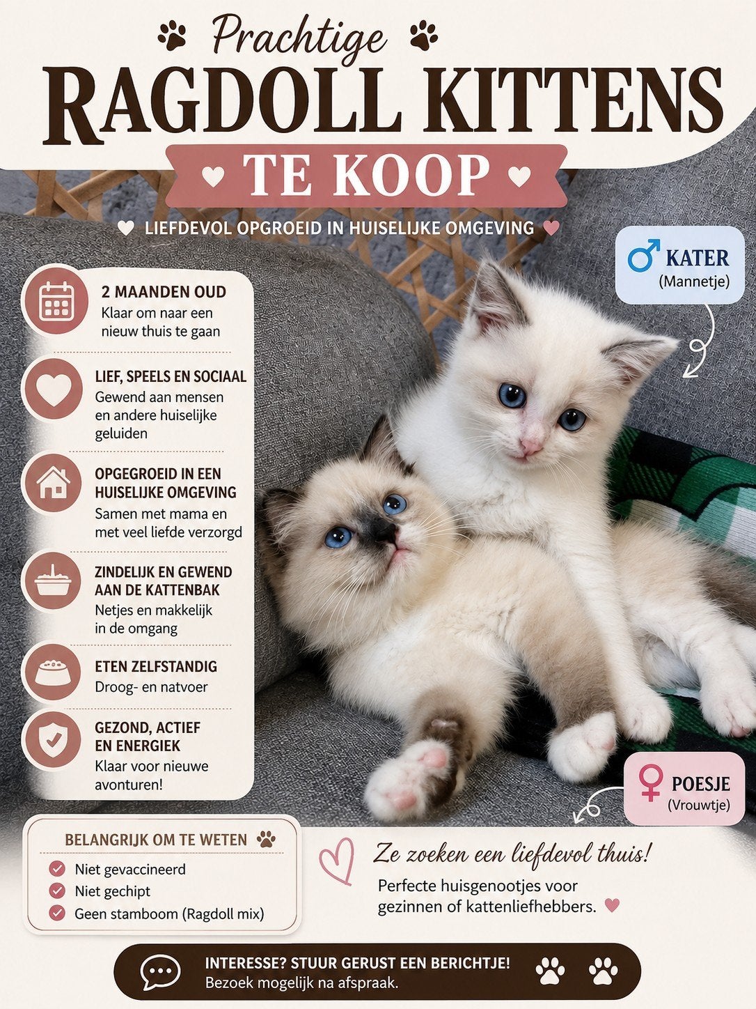 Schattige Ragdoll kittens zoeken een liefdevol thuis!, Meerdere dieren, 0 tot 2 jaar