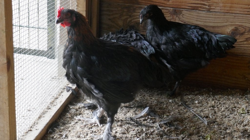 haan  3 maanden oud, Dieren en Toebehoren, Pluimvee, Mannelijk, Kip