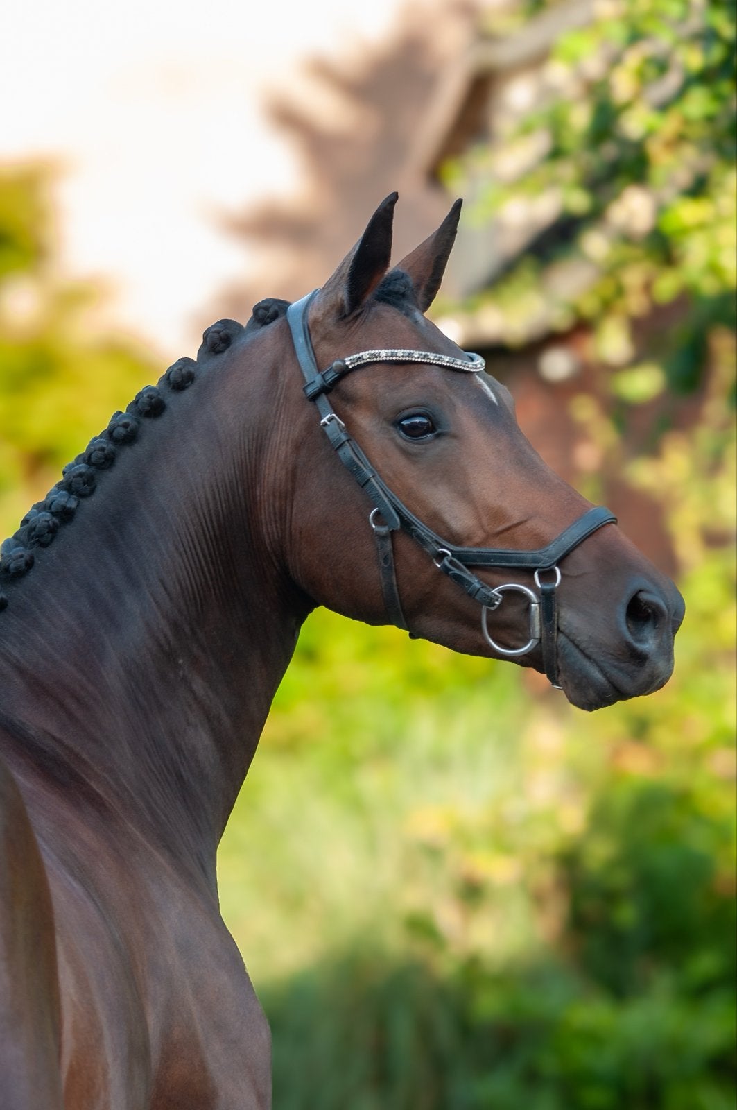 Prachtige 6 jarige dressuurmerrie | Just Wimphof X Jazz, Dieren en Toebehoren, Paarden, Merrie, Met stamboom, Dressuurpaard, 3 tot 6 jaar
