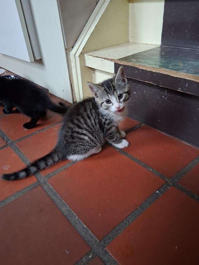 Boerderij Kittens, Dieren en Toebehoren