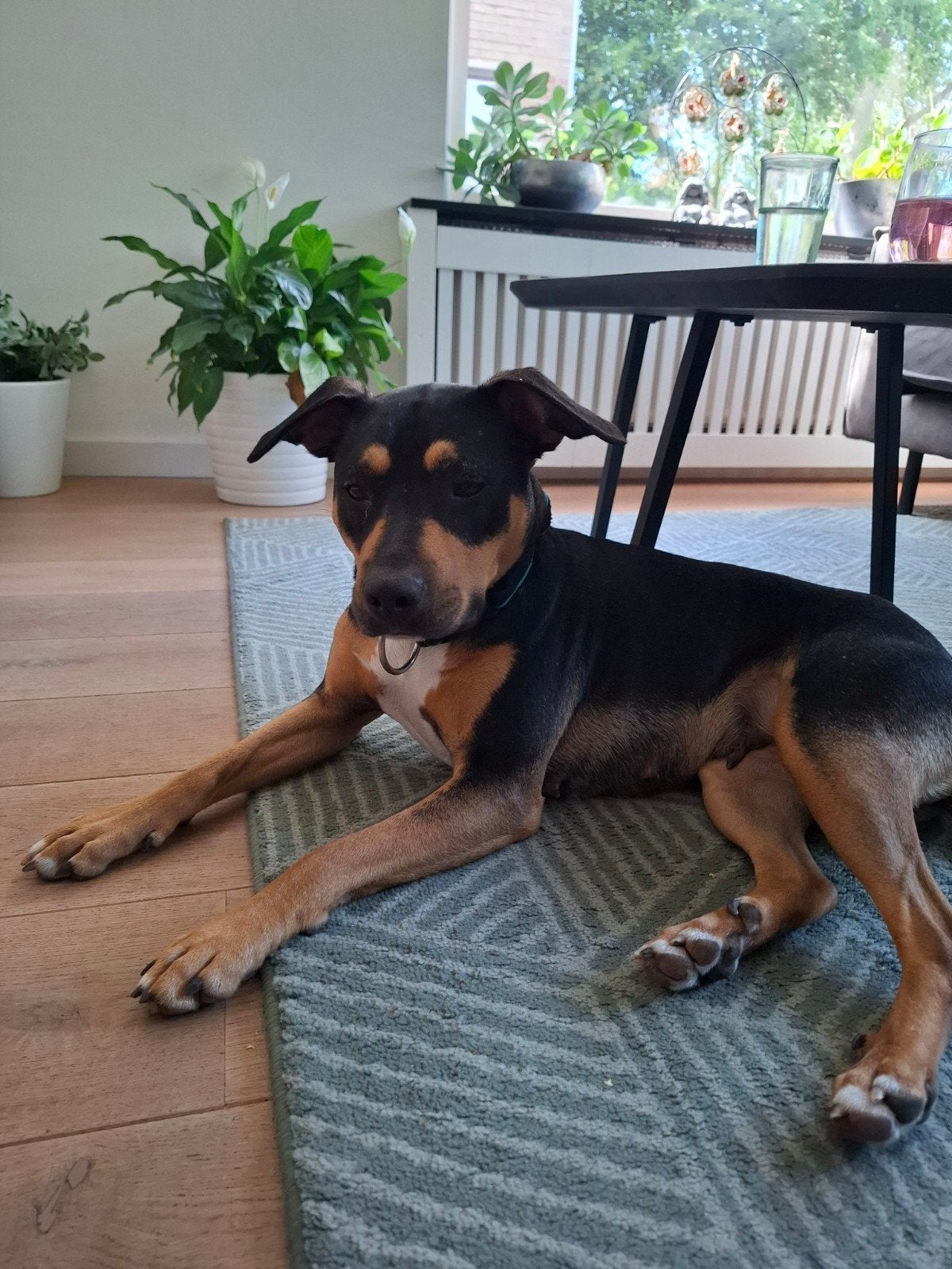 Lieve enthousiaste hond Ysa op zoek naar nieuwe baasje(s), Particulier, Overige rassen, 1 tot 2 jaar, Buitenland