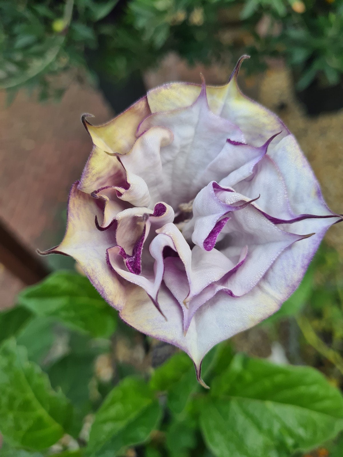 Datura, Tuin en Terras, Verzenden, Volle zon