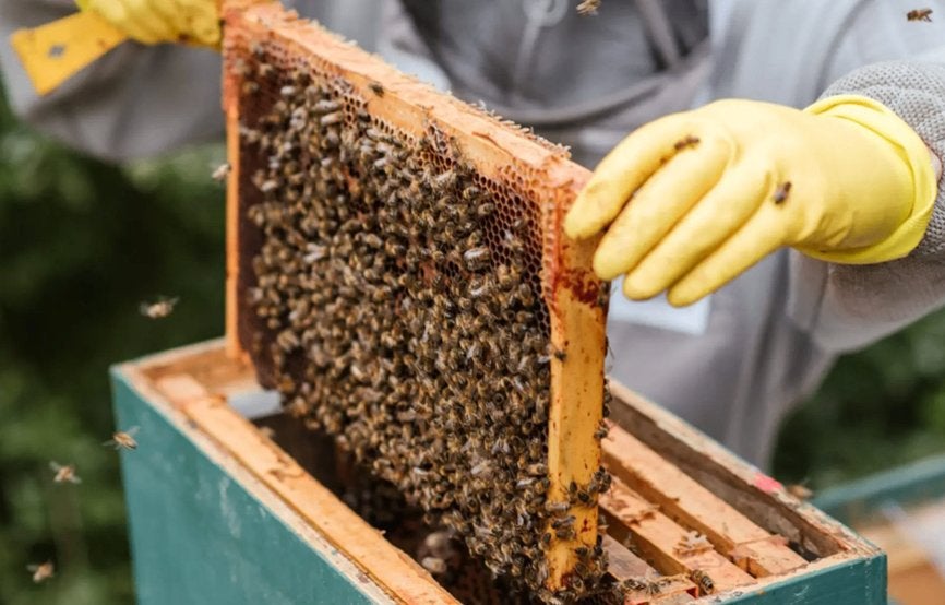 Te koop Carnica Bijenvolkjes 6 raams, 10  raams, Dadant, Dieren en Toebehoren, Insecten en Spinnen, Bijen