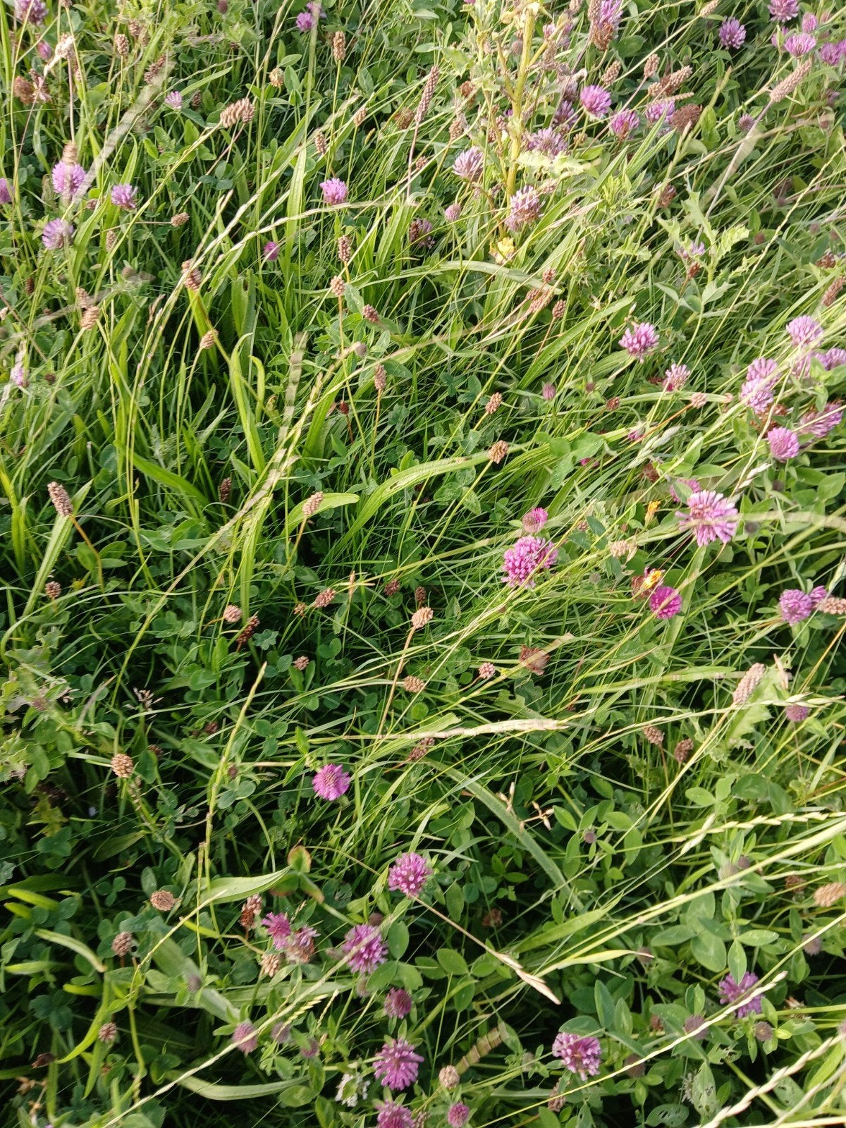 Kuilbalen van natuurland, alleen met vaste mest bemest, Ophalen