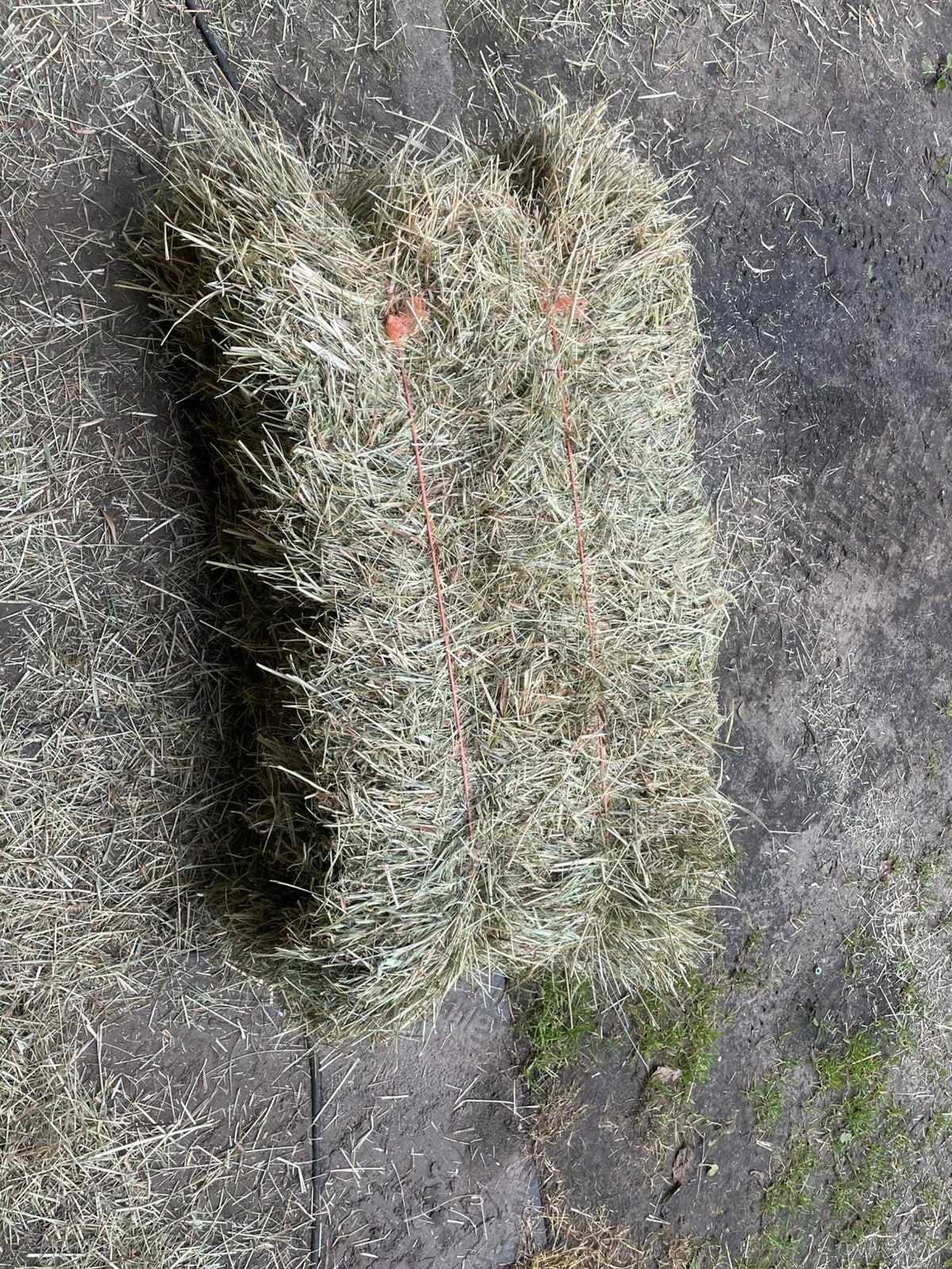 Kleine balen hooi, Dieren en Toebehoren, Ophalen, Nieuw