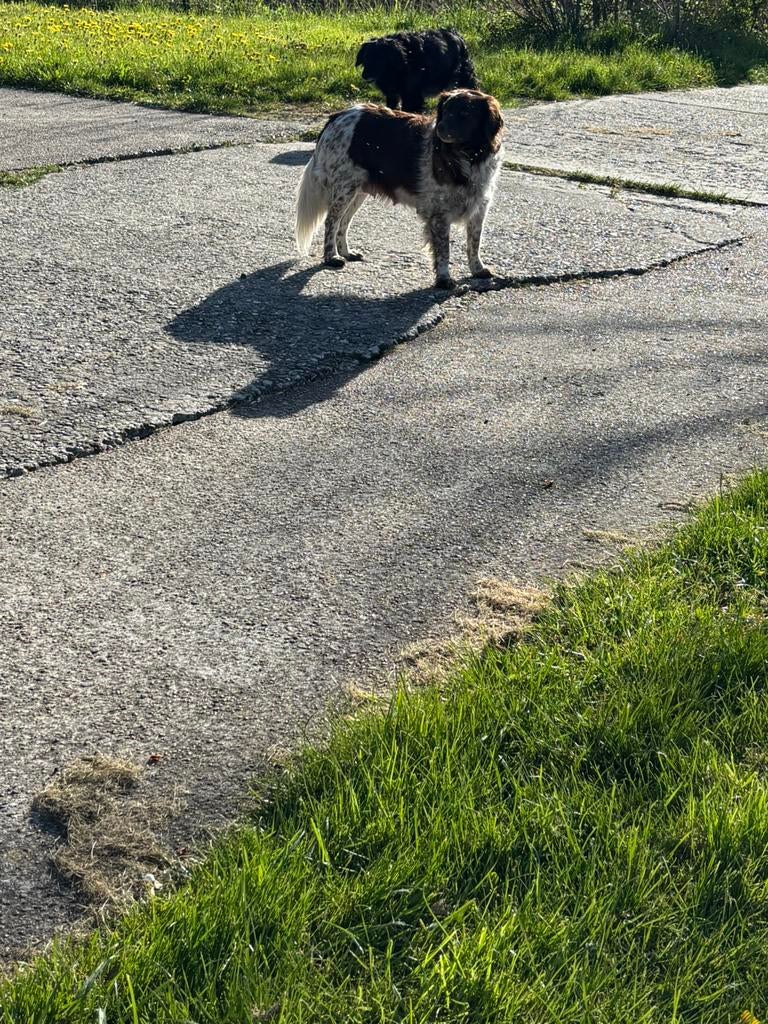 Puppy’s stabij keer golden retriever, Dieren en Toebehoren, Honden | Retrievers, Spaniëls en Waterhonden, 8 tot 15 weken, Meerdere