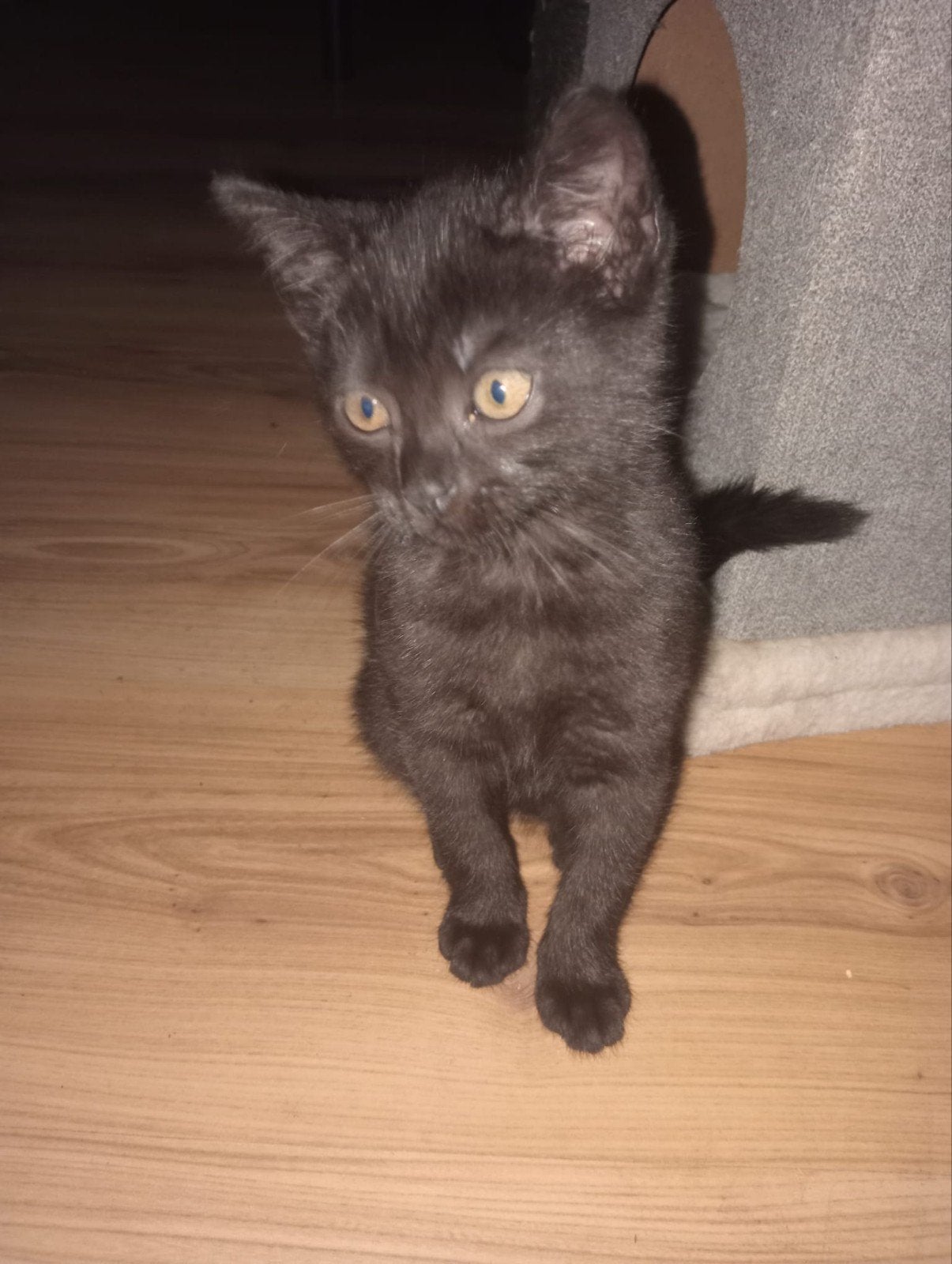 kittens te koop, Ophalen of Verzenden