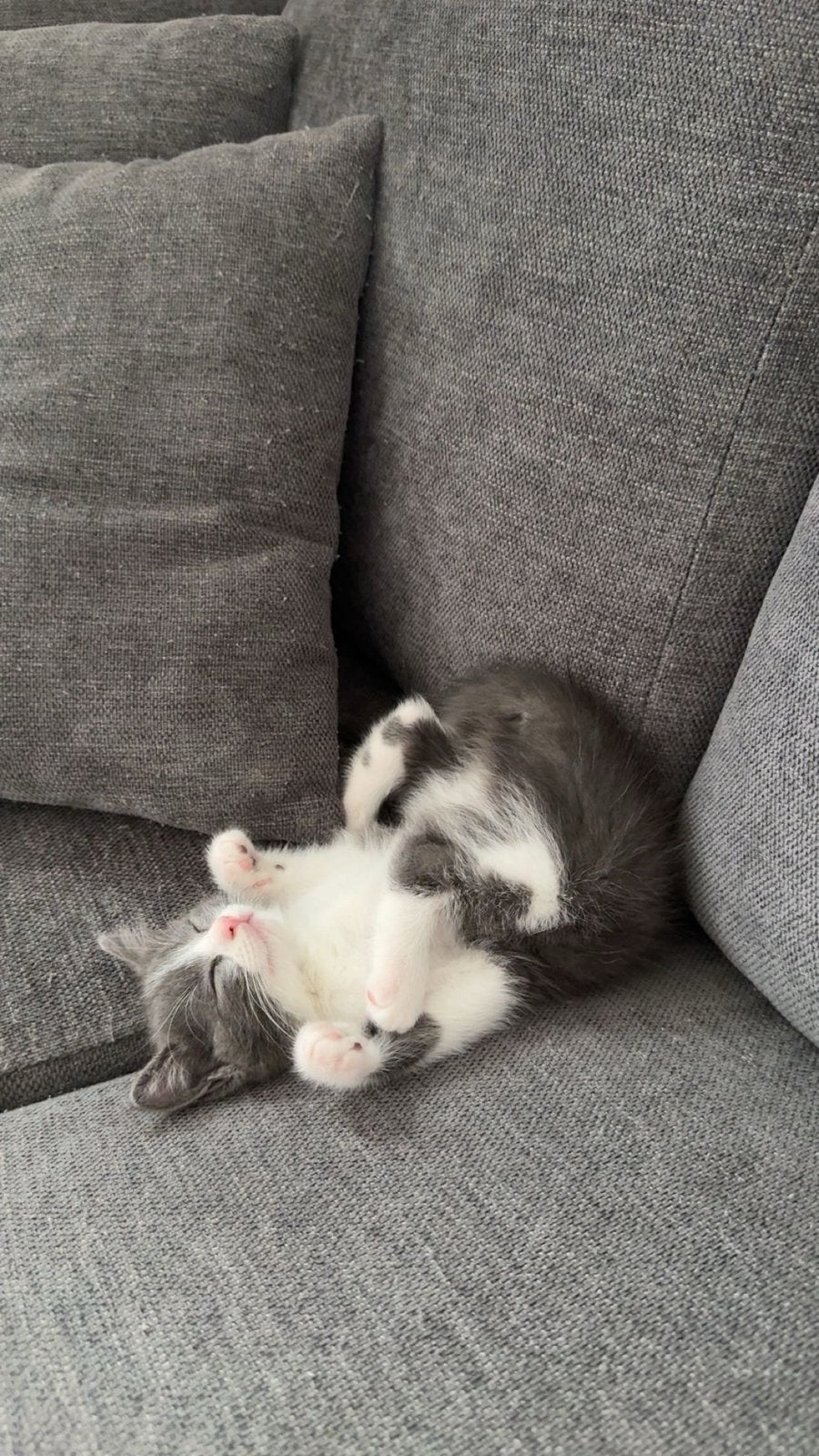 Briste korthaar & Ragdoll Kitten, Kater