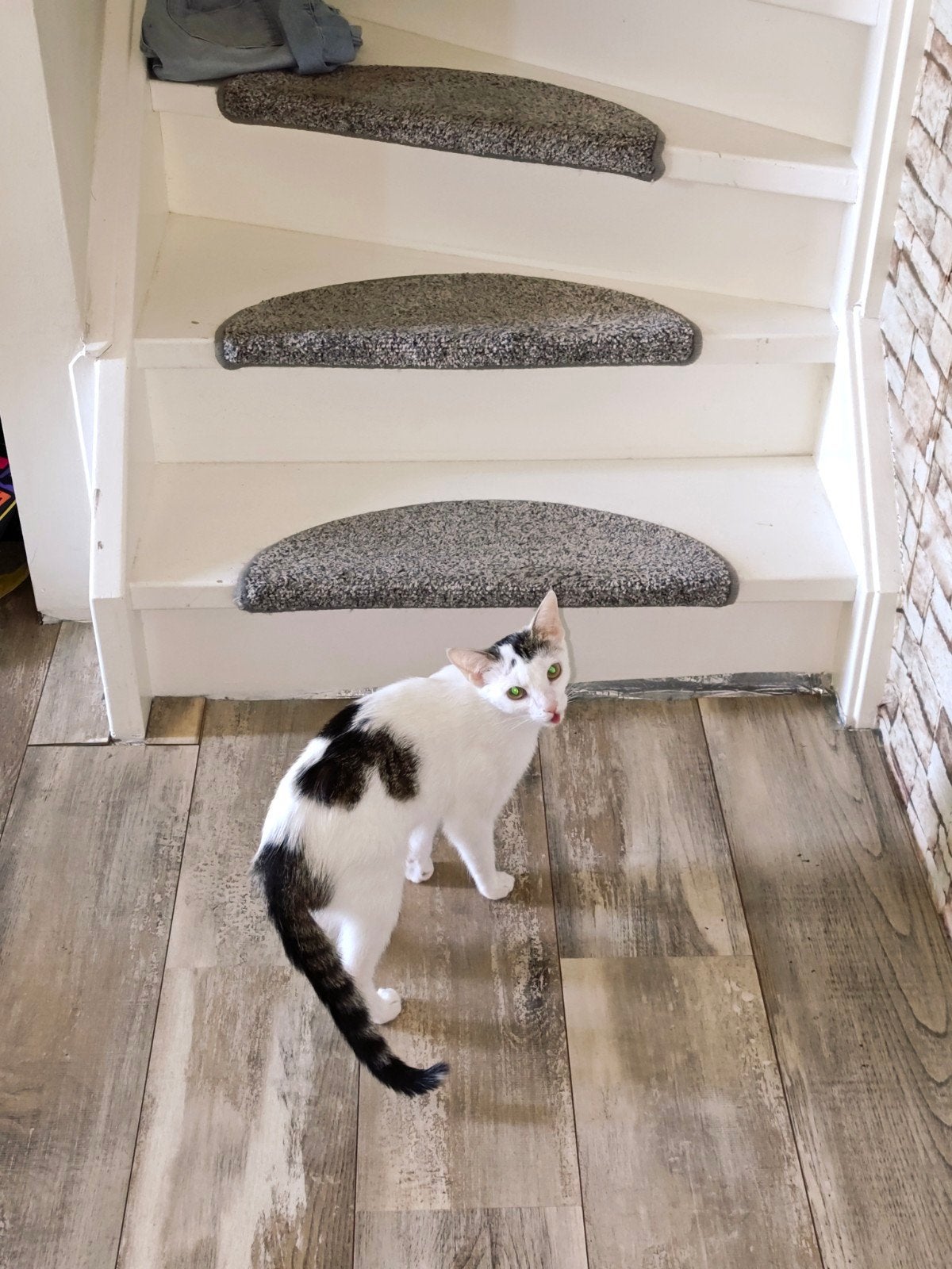 Poesje, Poes