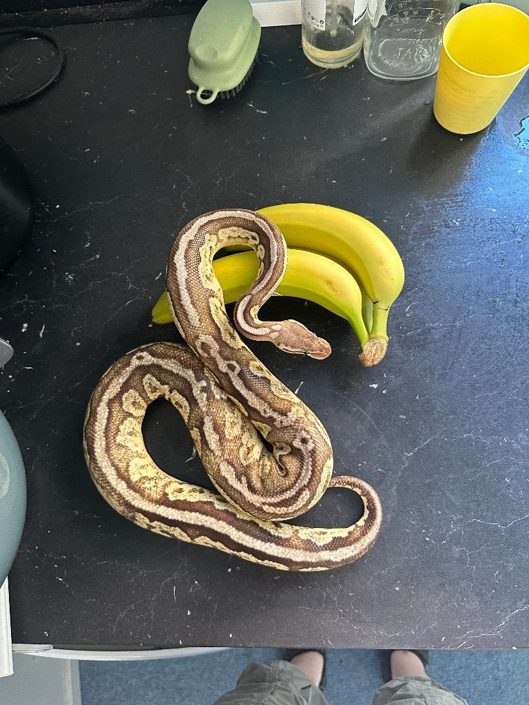 2.1 koningspythons te koop Ball Python photo 5