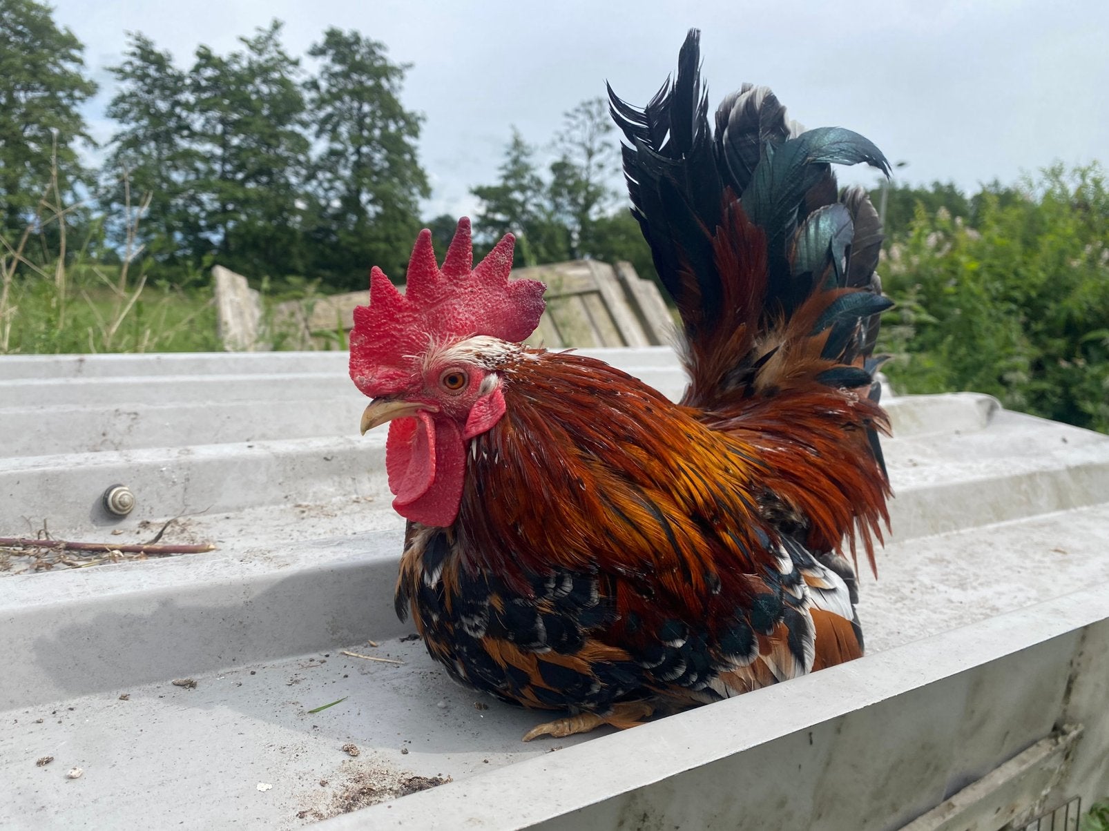 2 chabo hanen porselein, Dieren en Toebehoren, Pluimvee, Mannelijk, Kip