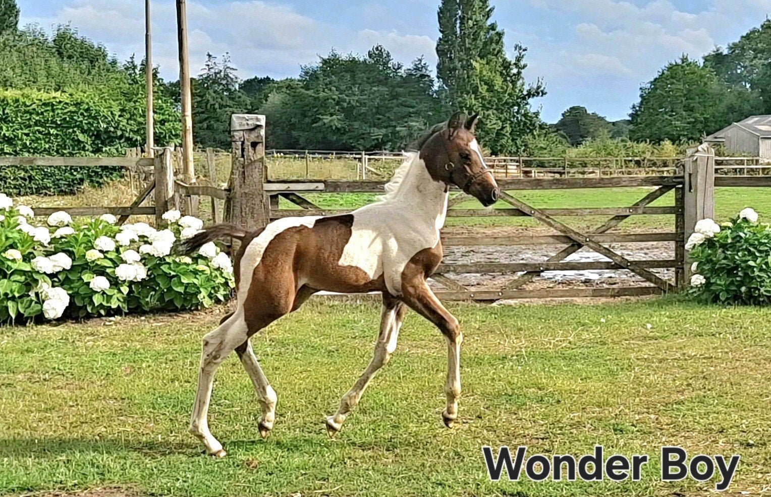 Heel knap bont KWPN Hengst veulen van Zuperhero, Dieren en Toebehoren, Hengst, Dressuurpaard, Met stamboom, 0 tot 2 jaar