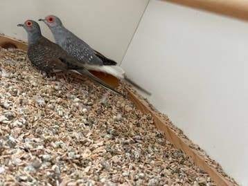 Koppel Diamantduiven te koop, Dieren en Toebehoren, Meerdere dieren, Overige soorten