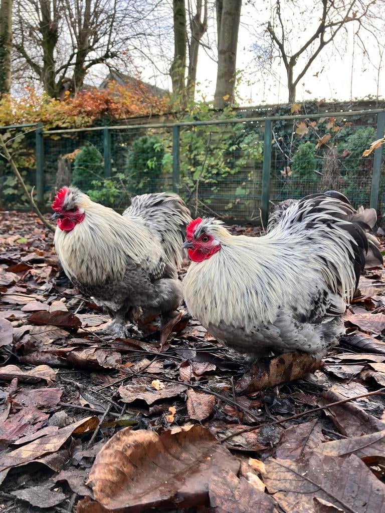 Hanen, Mannelijk, Kip
