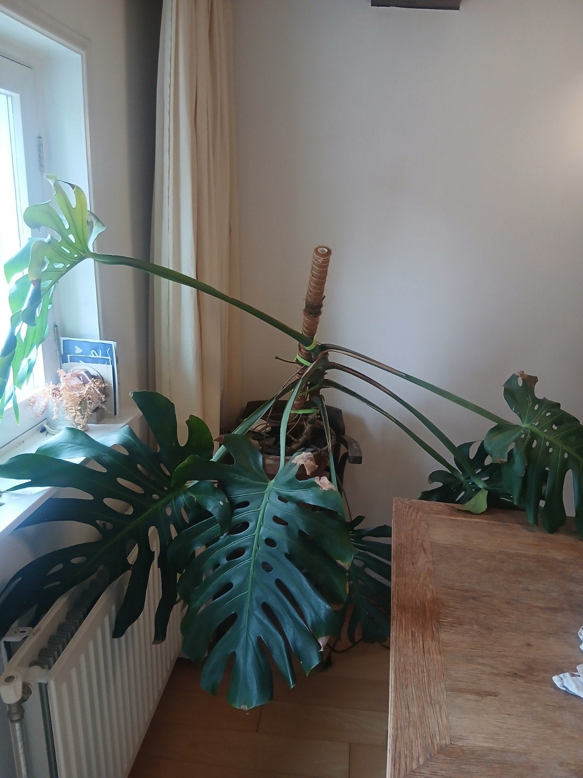 Grote Monstera Deliciosa - Kamerplant, Ophalen, Overige soorten, Halfschaduw, In pot