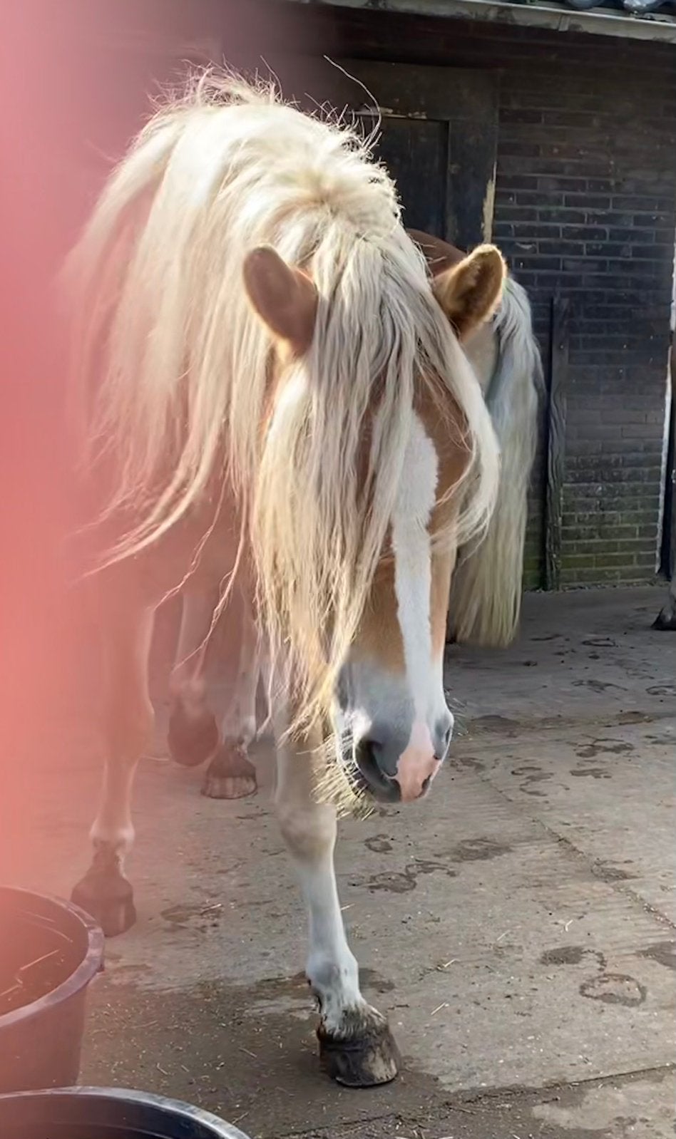 Grote vriendelijke Haflinger ruin, Dieren en Toebehoren, Ruin, Onbeleerd, Recreatiepaard, 3 tot 6 jaar