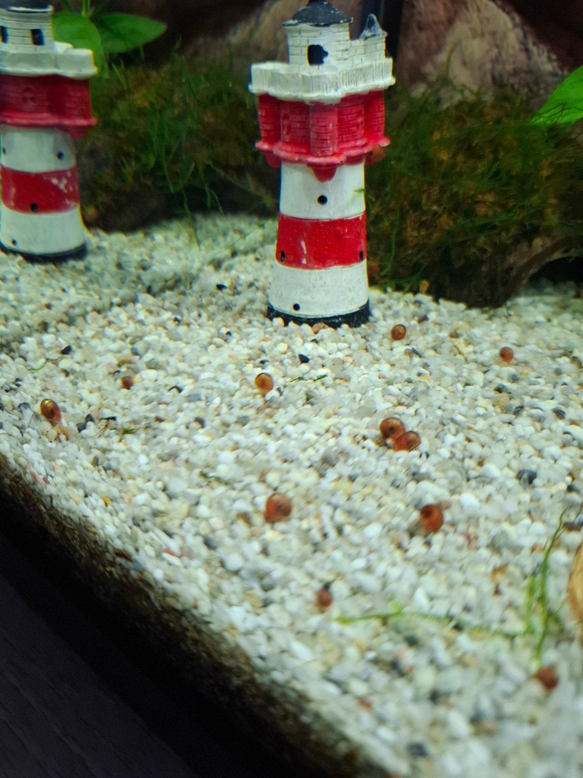 Jonge posthoornslakken gratis, Dieren en Toebehoren, Vis