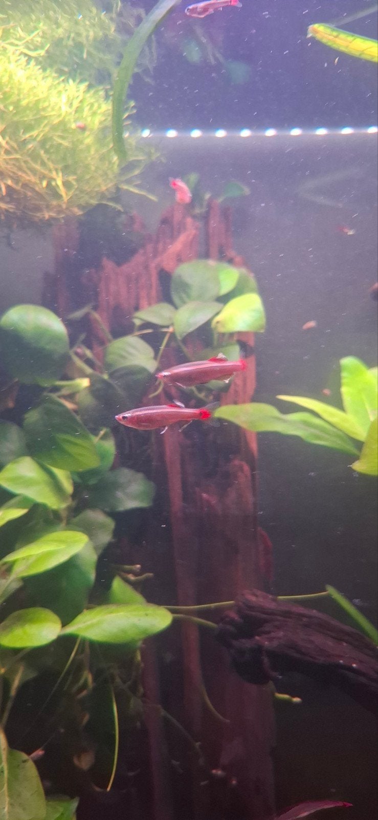 chinese danio's 25 tot 30 stuks, Vis, Zoetwatervis, Schoolvis