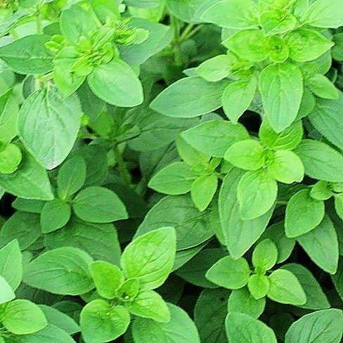 Wilde Marjolein/Oeregano, Volle zon, Vaste plant, Zomer, Ophalen