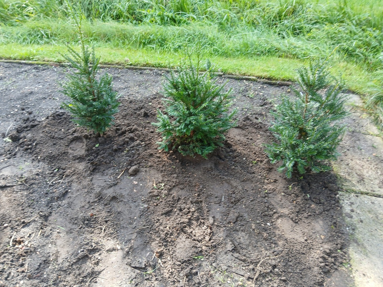tk 3 taxus planten 60 cm hoog 5 euro per stuk, Ophalen of Verzenden, Taxus, Minder dan 100 cm