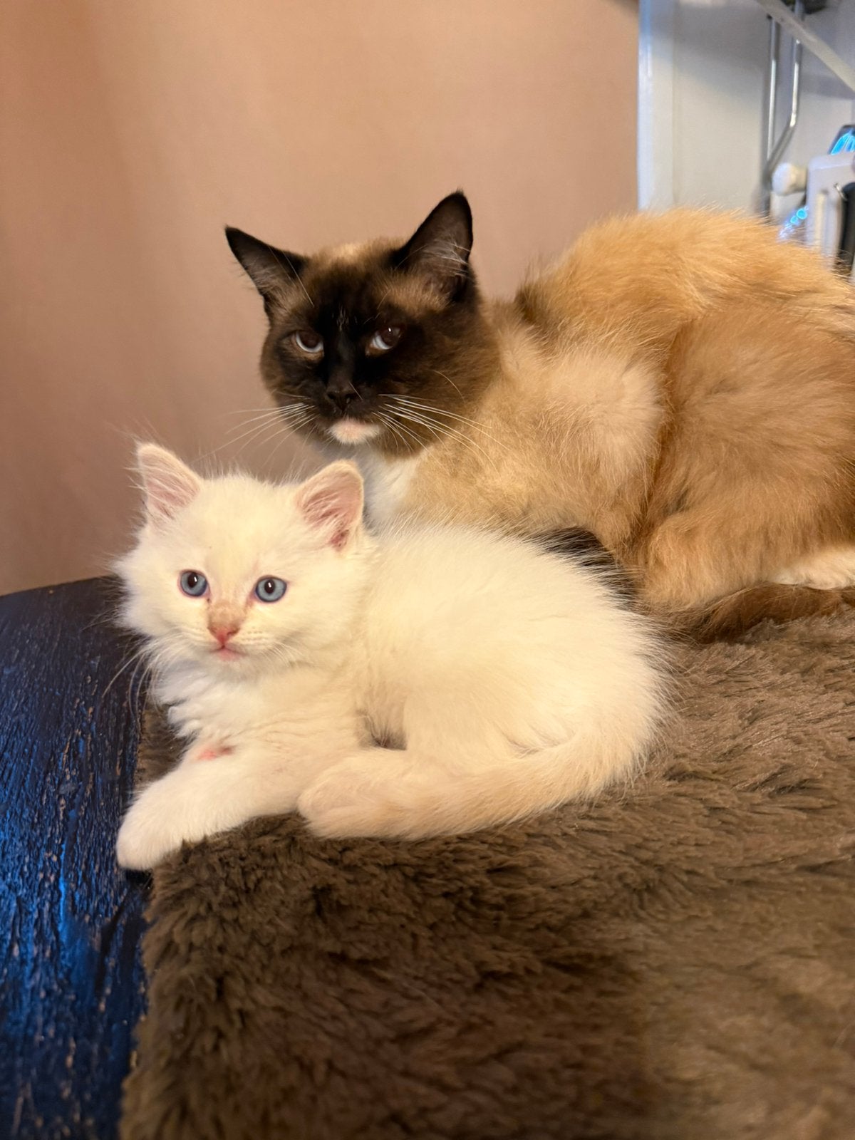 Prachtige Ragdolls raszuiver, Kater, Ontwormd, 0 tot 2 jaar