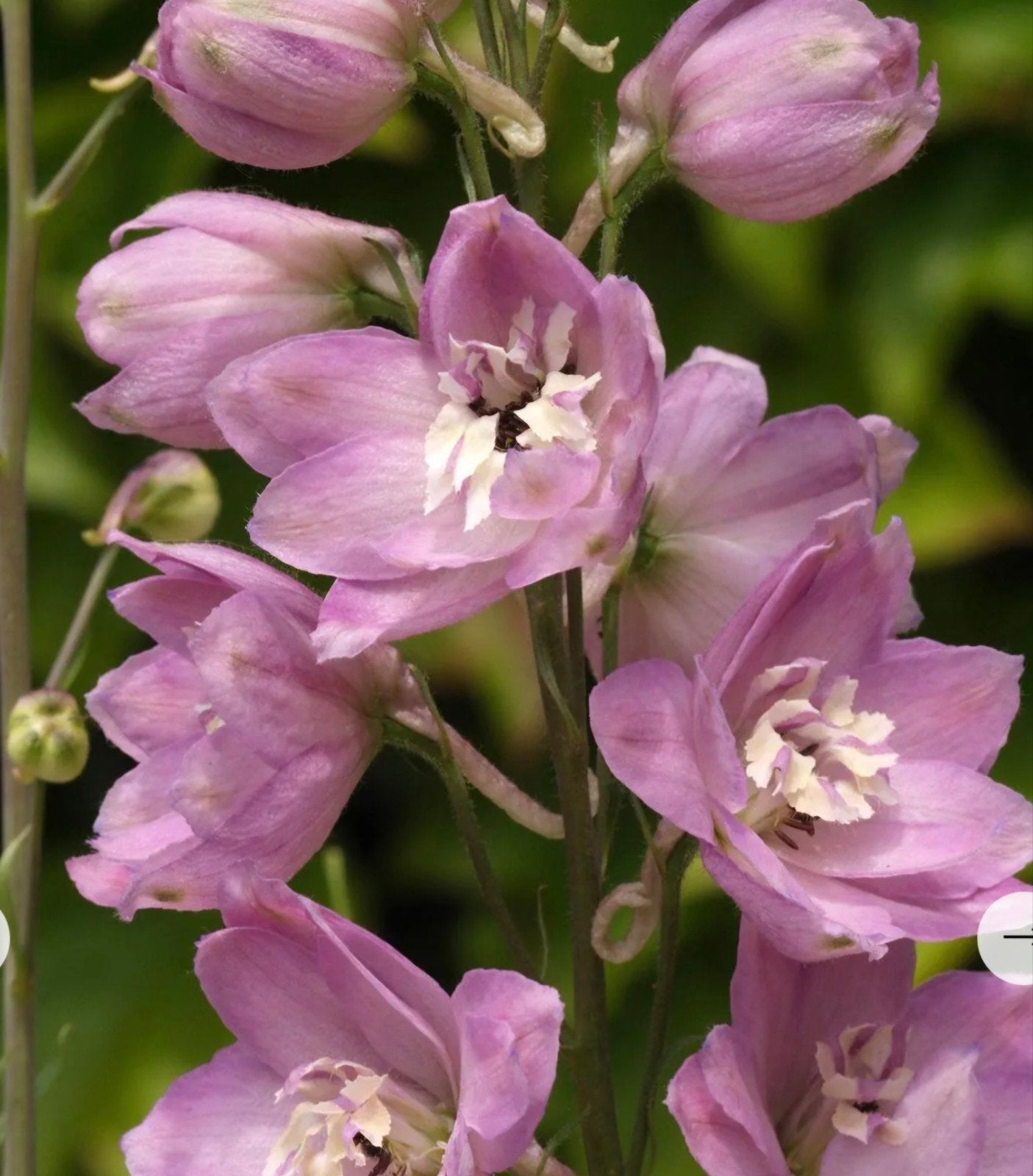 Zaden Delphinium Pacific Astolat, Verzenden, Gehele jaar, Halfschaduw, Zaad