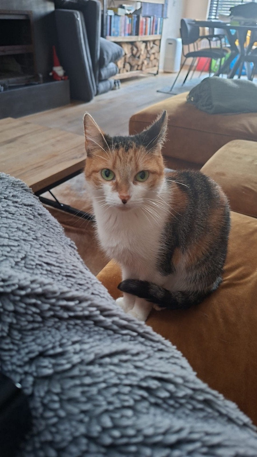 onze Ruby zoekt een nieuw gouden mandje, Poes, Kortharig, 0 tot 2 jaar
