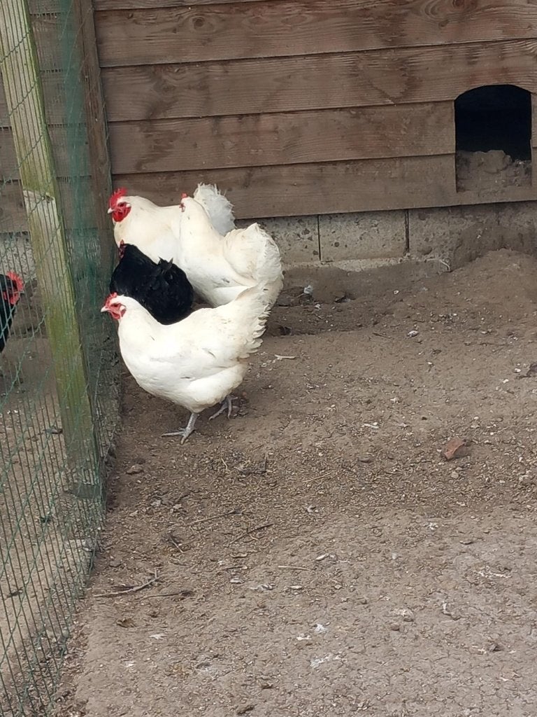 australorp wit hennen, Dieren en Toebehoren, Pluimvee, Vrouwelijk, Kip