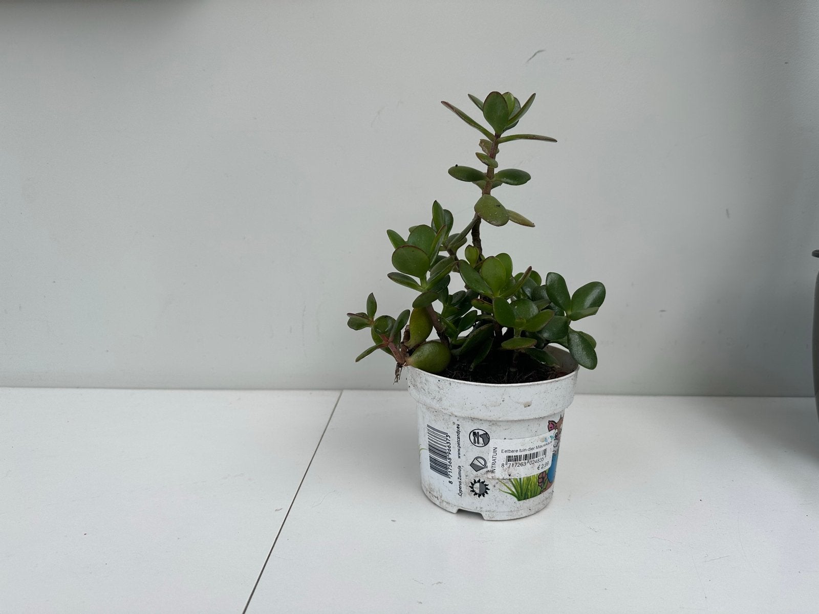 Crassula Ovata - Jadeplant - Geldboom, Volle zon, Vaste plant, Bloeit niet, Ophalen