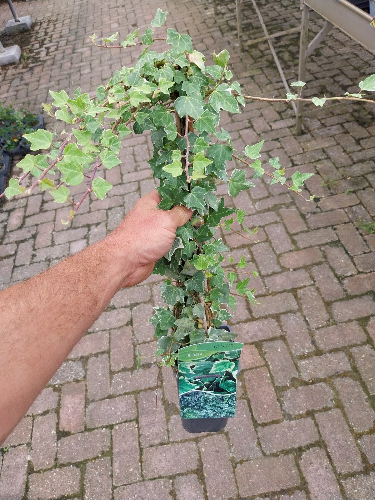 Hedera Glacier - Klimop met prachtig bont blad, Ophalen, Halfschaduw