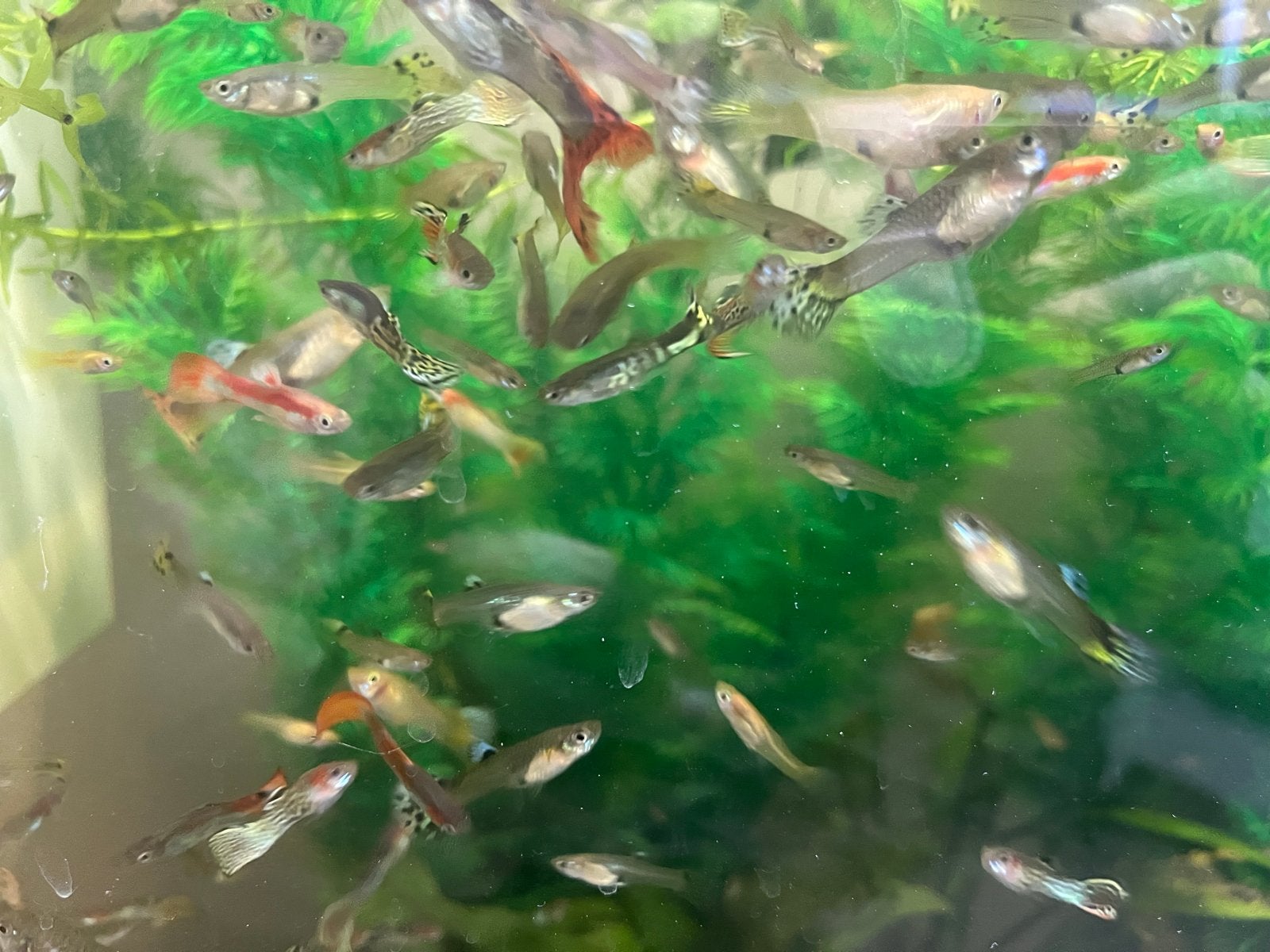 20 Mannetjes guppen gup in verwarmd aquarium, Dieren en Toebehoren
