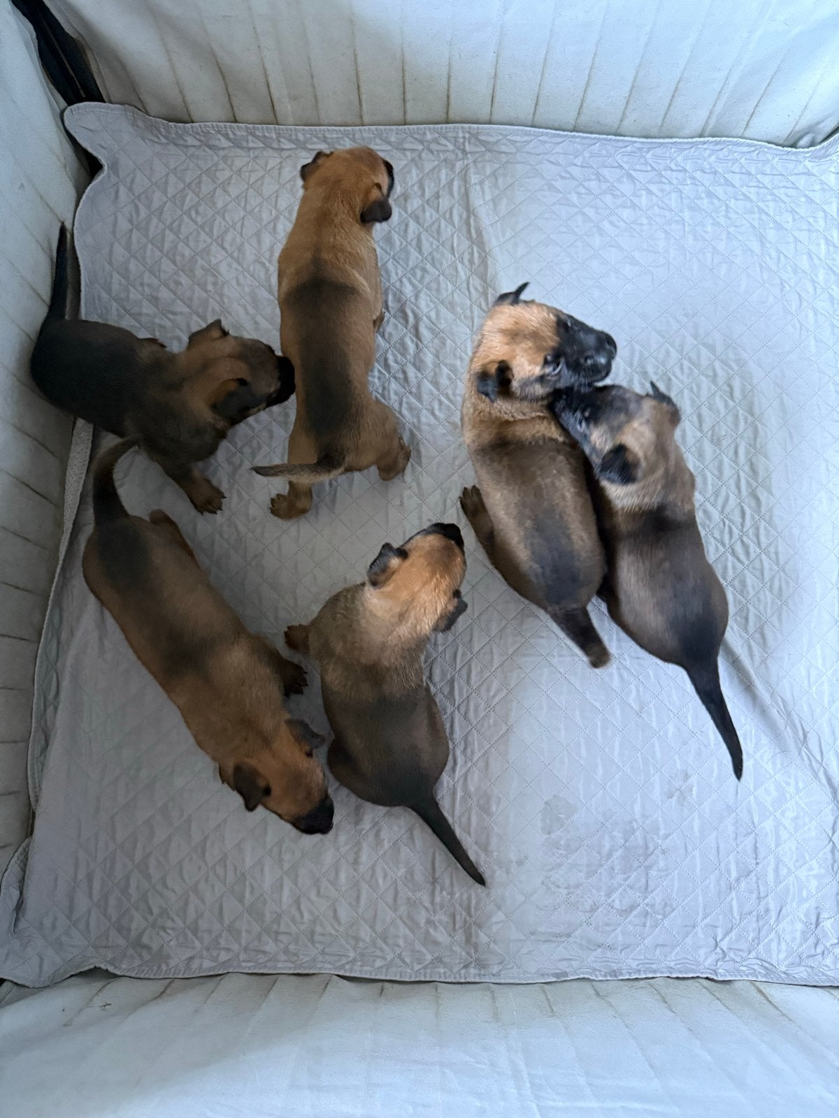 Prachtige Mechelse Herder pups, Meerdere, Meerdere dieren, Nederland, Particulier