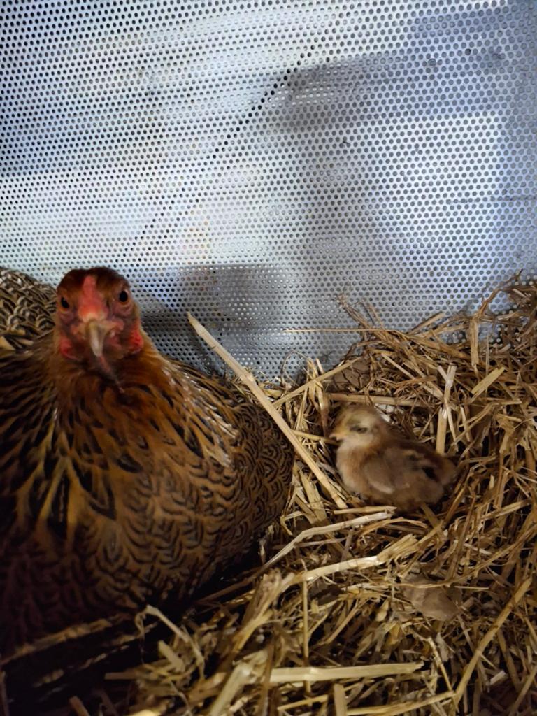 Cochin kuiken, Dieren en Toebehoren, Pluimvee, Geslacht onbekend, Kip