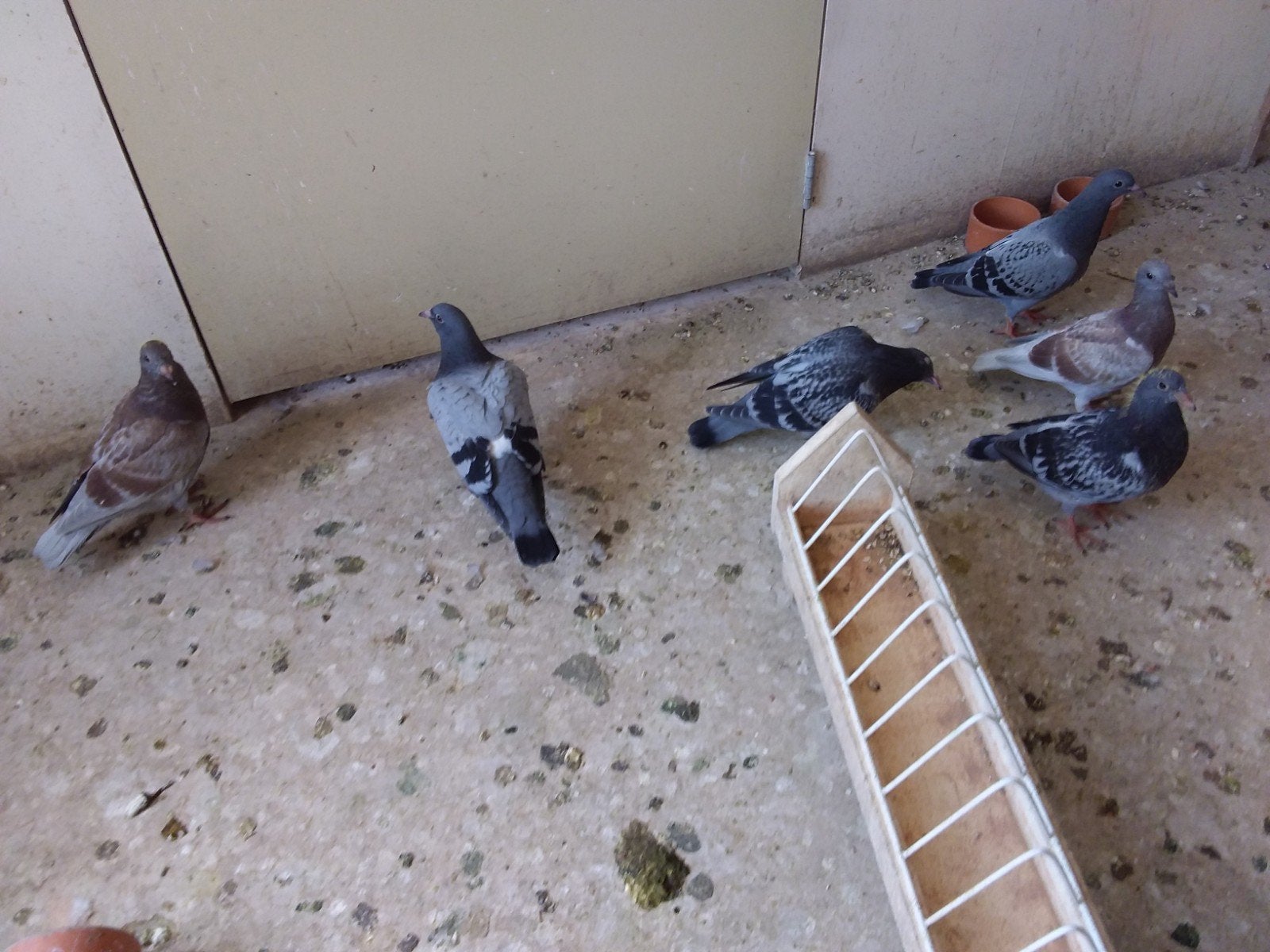 JONGE POSTDUIVEN VOOR EEN APPELTAART NIET VOOR DE VALKENIER), Meerdere dieren, Postduif