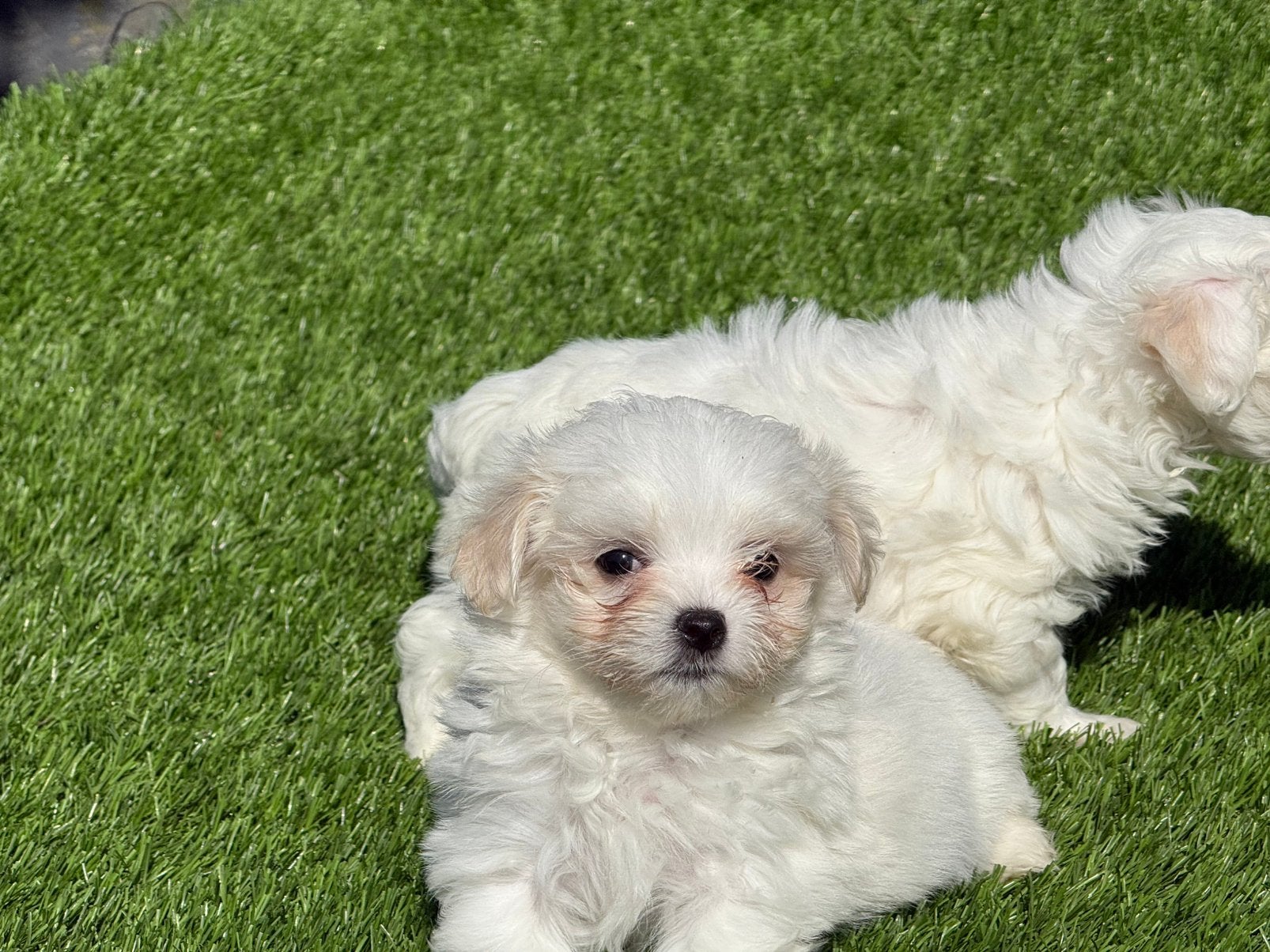 Mooie kleine mini Maltezer pups aangeboden, Maltezer, Nederland, Parvo, 8 tot 15 weken