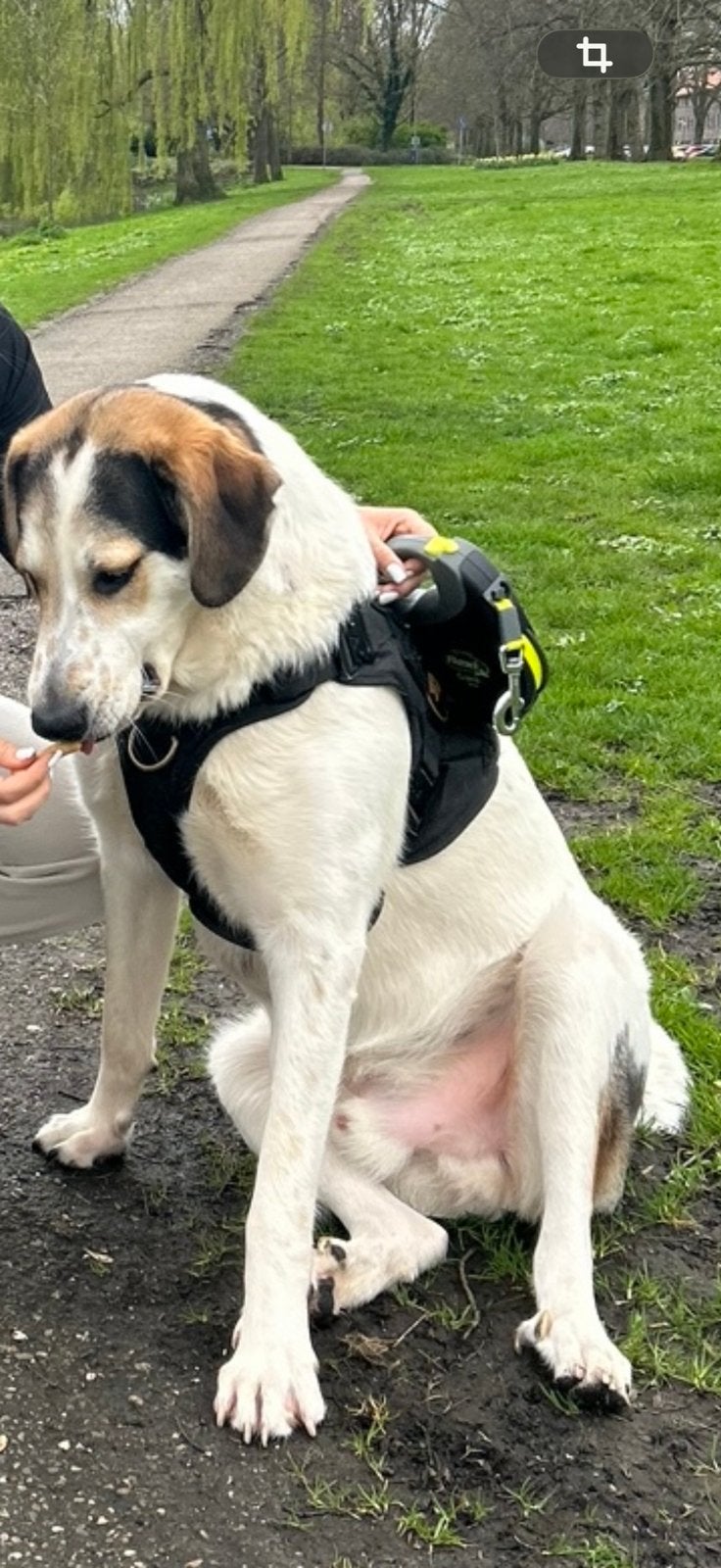 Winky zoekt een plek waar hij écht gelukkig kan zijn, Particulier, Reu, Buitenland, Parvo