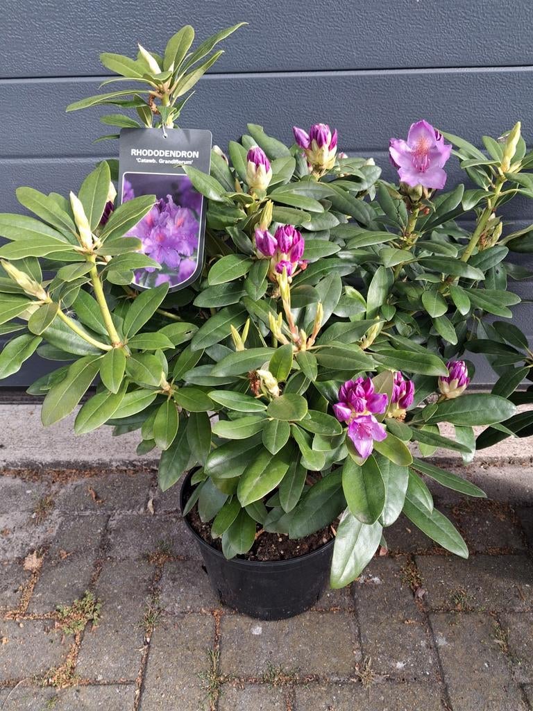 Rhododendrons, Tuin en Terras, Ophalen of Verzenden, Overige soorten, Volle zon