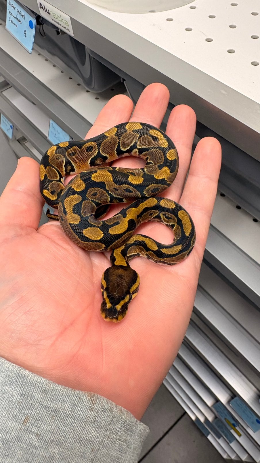 Ball python normal 100% het clown Ball Python - unknown for sale from KAS
