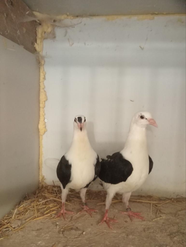 Nest koppel schildpostduiven, Meerdere dieren, Postduif