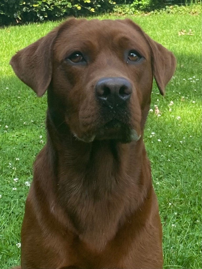 Harvey: Dark Fox Red showlijn Labrador dekreu met stamboom., Dieren en Toebehoren, Parvo, Reu, 1 tot 2 jaar, Eén hond