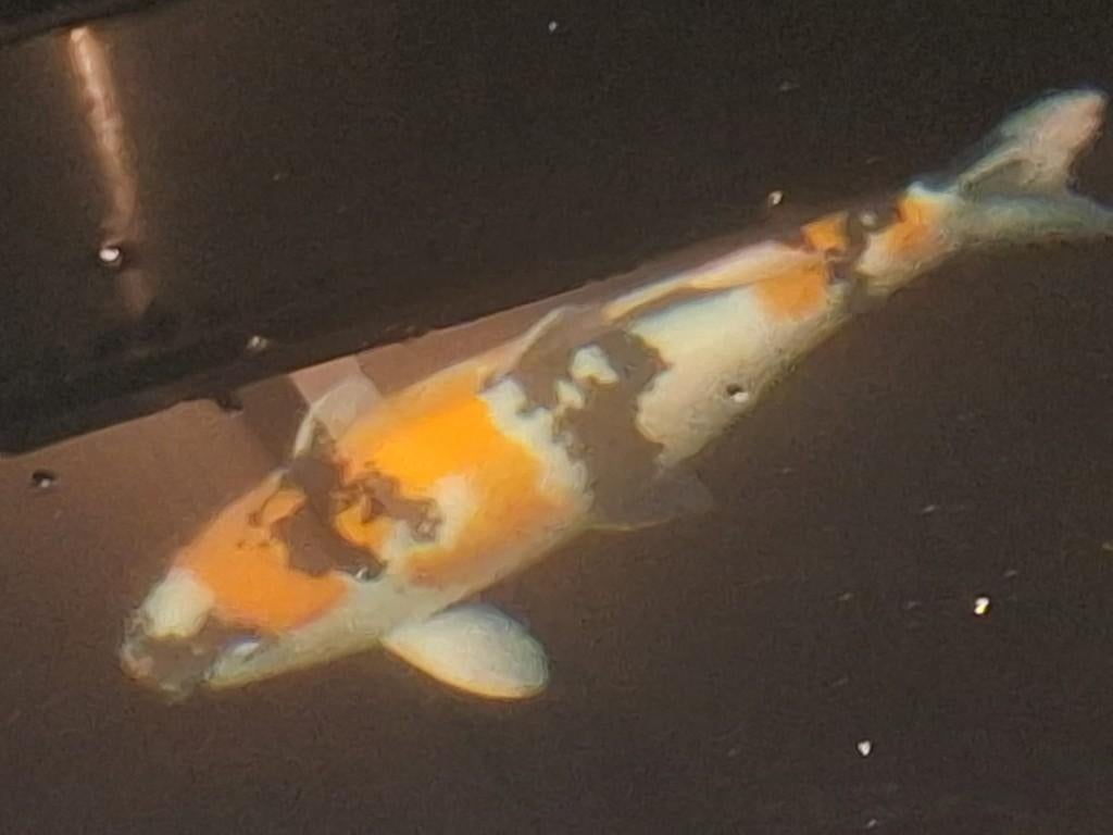 Grote showa 62 cm vrouw, Karper of Koi