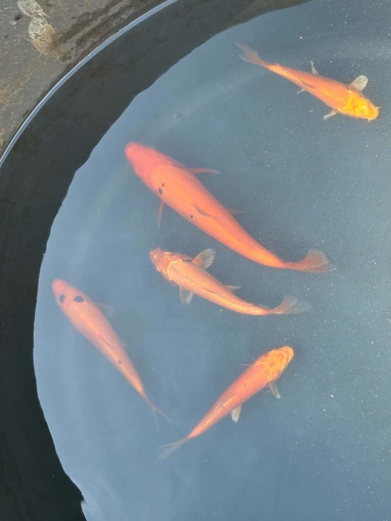 5x Benigoi & Metallic Oranje Koi – Eigen Kweek, Dieren en Toebehoren, Karper of Koi