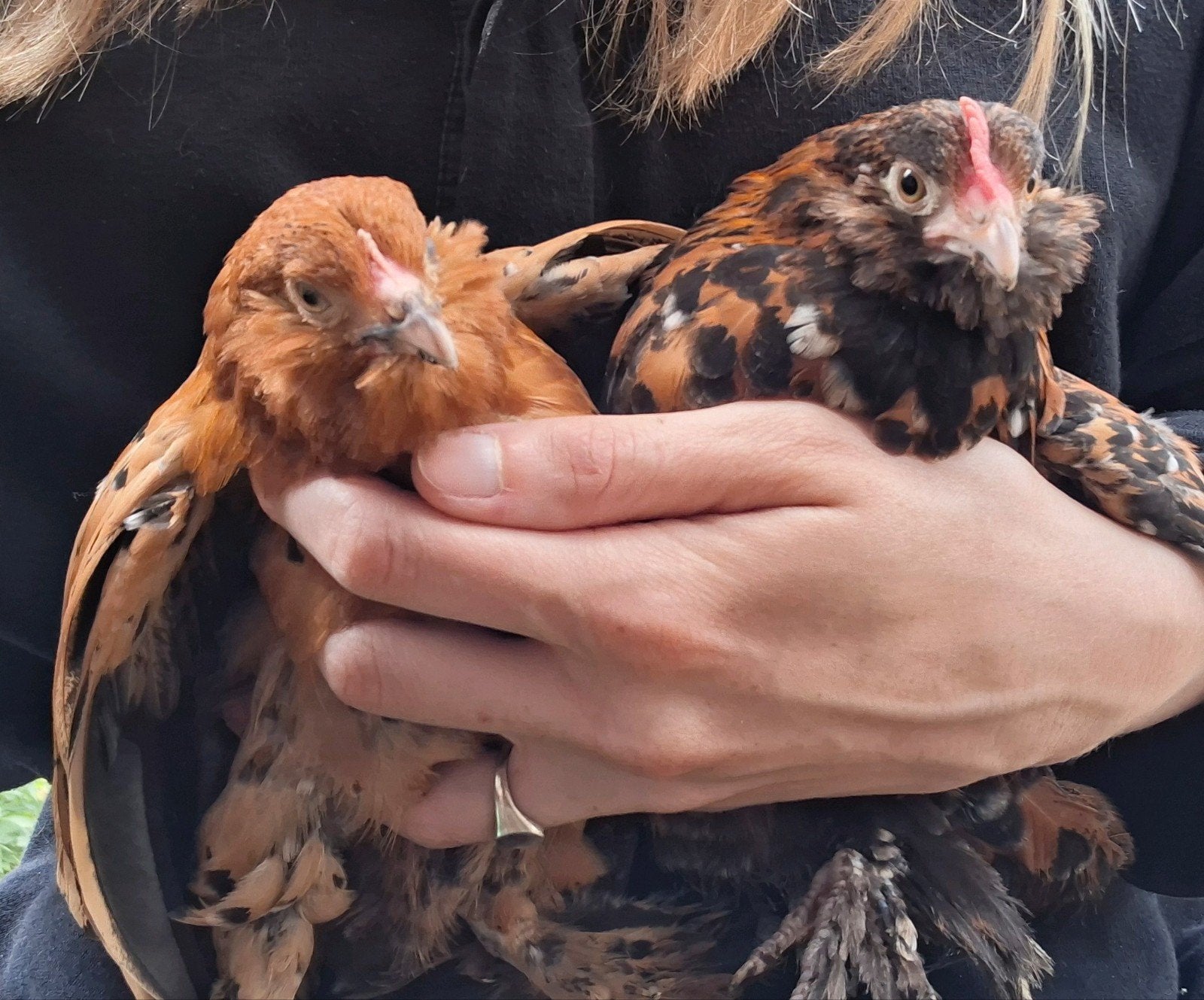 Koppel Ukkelse baardkrielen, Dieren en Toebehoren, Pluimvee, Meerdere dieren, Kip