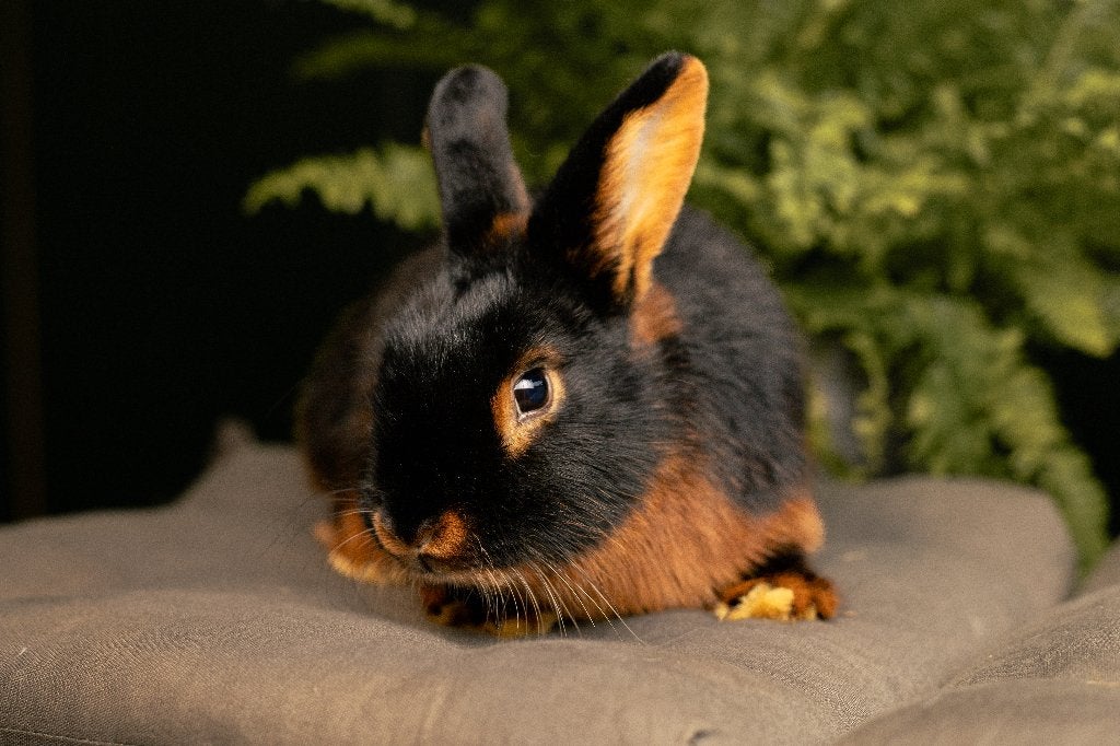 Black en tan | Kleine, lieve konijnen | Mooie kleurslag, Dieren en Toebehoren, Meerdere dieren, Dwerg, Hangoor, 0 tot 2 jaar